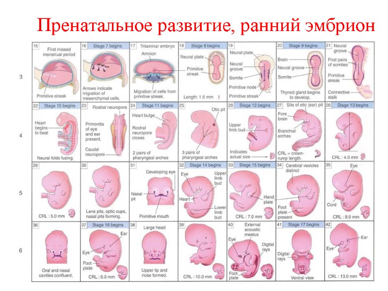 Пренатальное развитие, ранний эмбрион Пренатальное развитие, ранний эмбрион